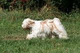 TERRIER DU TIBET 239